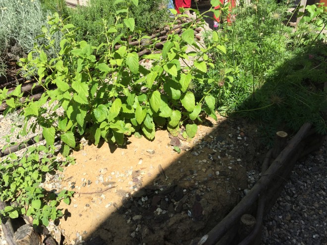 Charles et Alice atelier jardinage