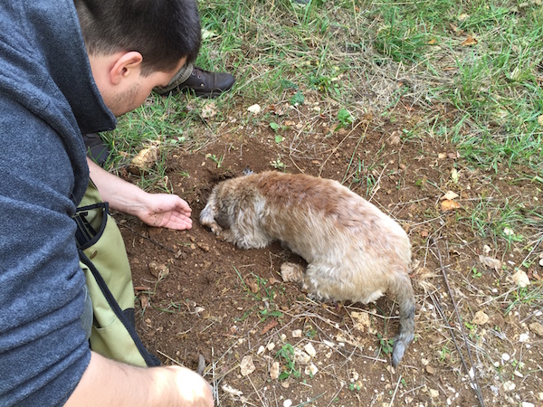 cavage des truffes