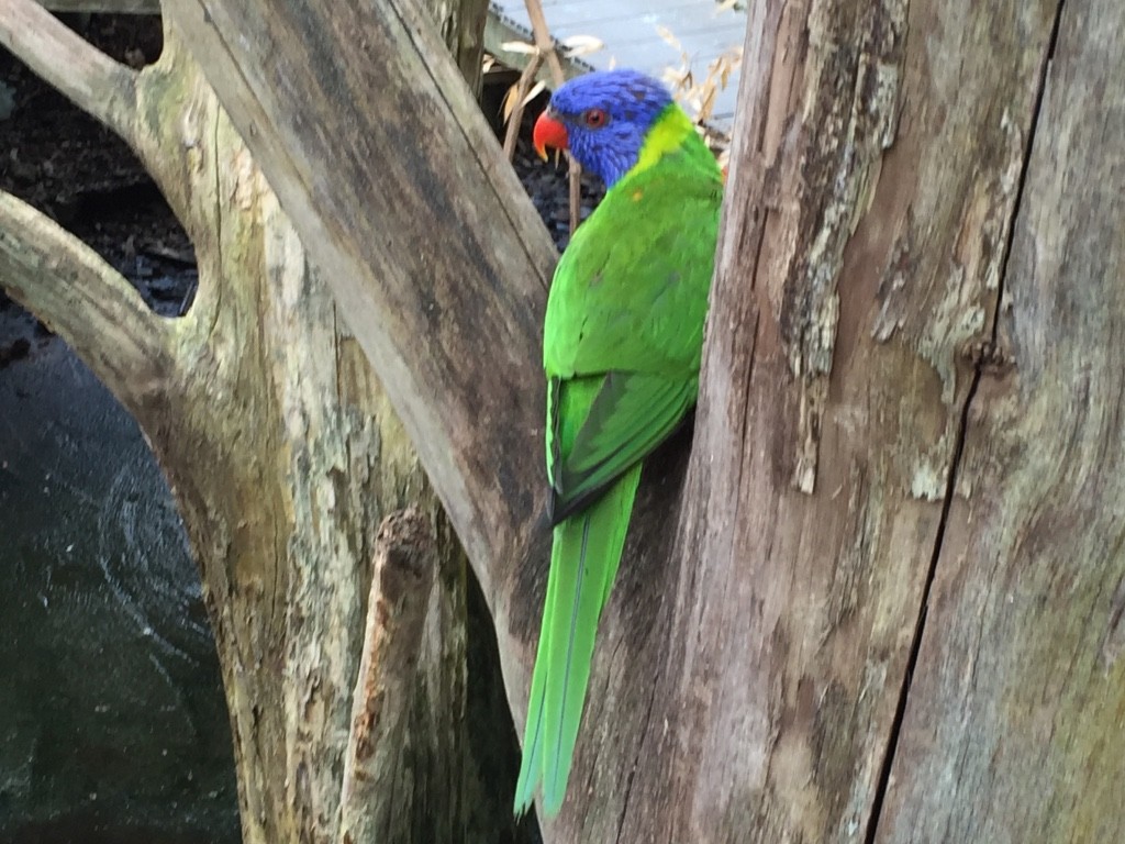 zoo de Cerza Normandie