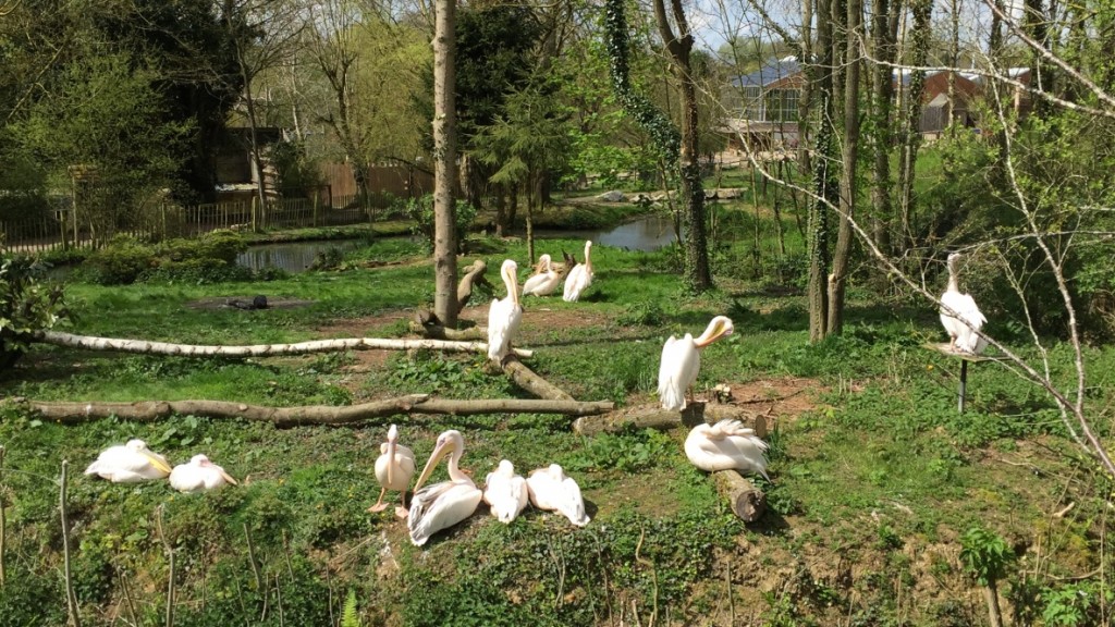 zoo de Cerza Normandie