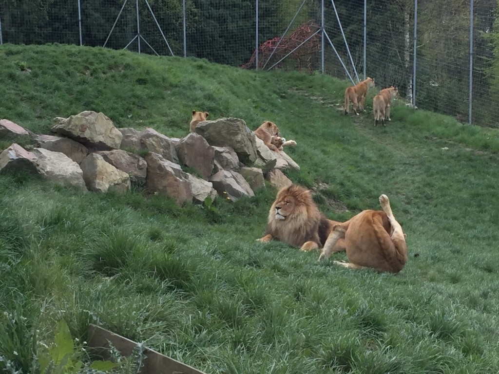 zoo de Cerza Normandie