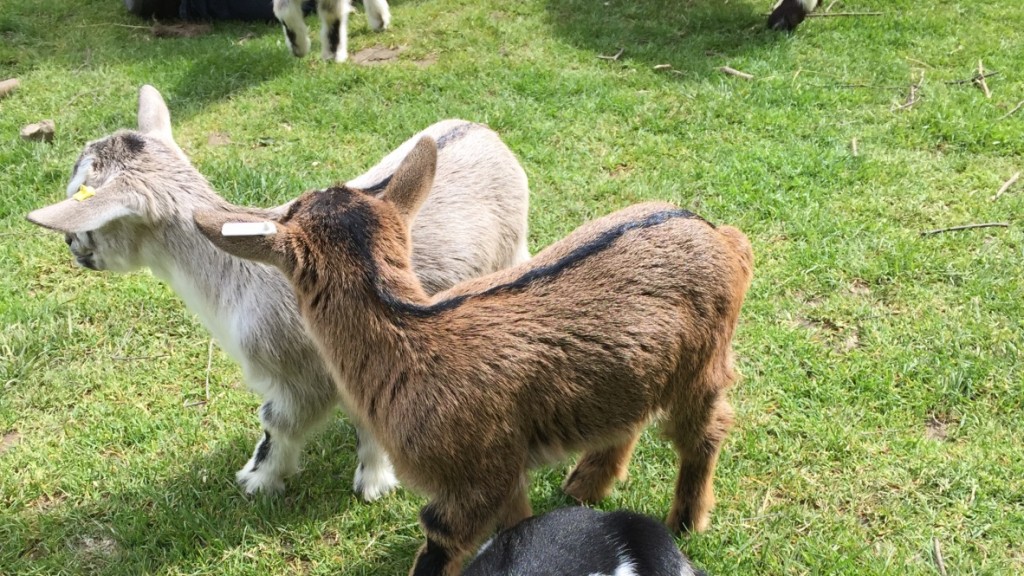 zoo de Cerza Normandie