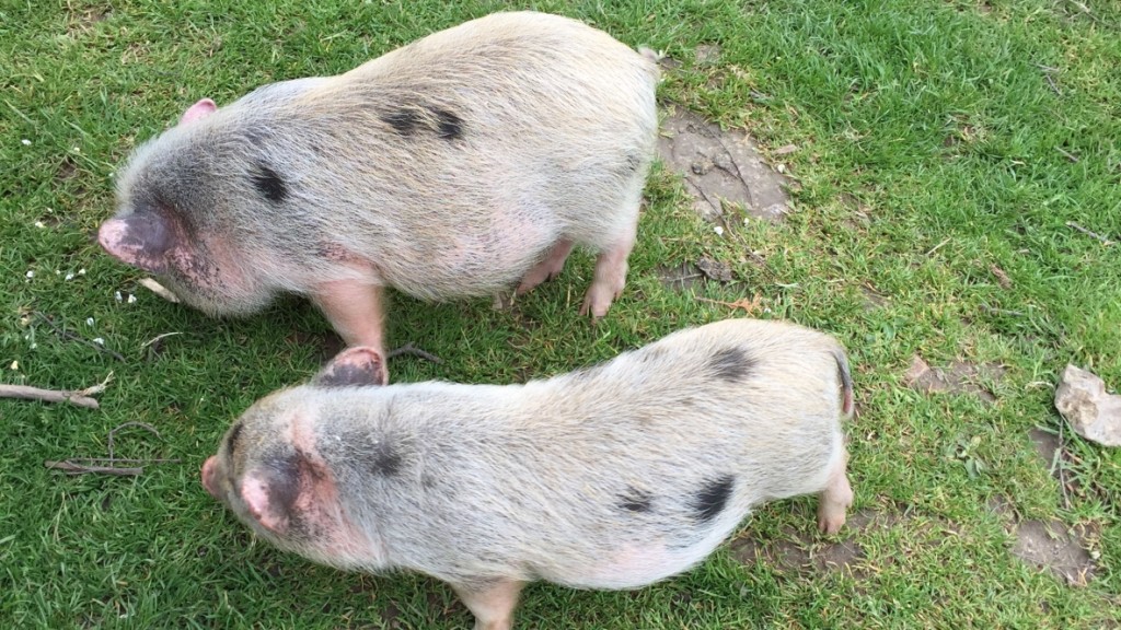 zoo de Cerza Normandie