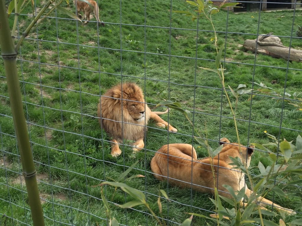 zoo de Cerza Normandie