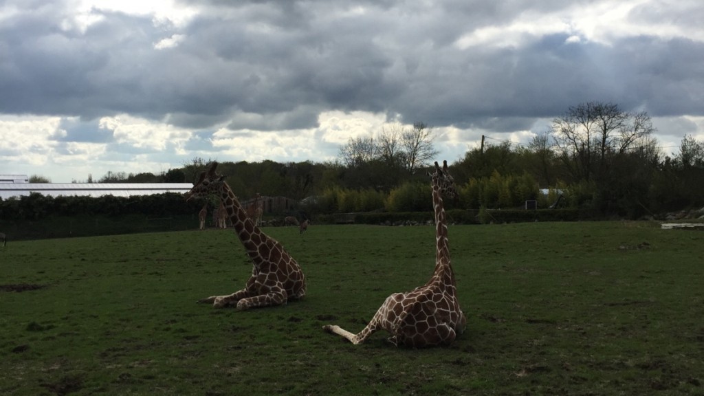 zoo de Cerza Normandie