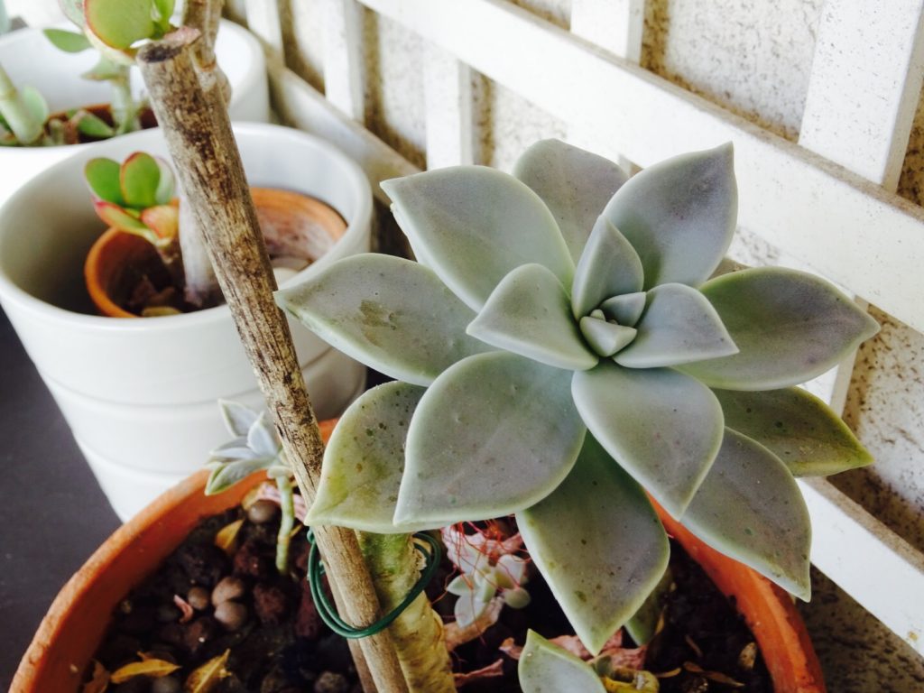 Conseils pour entretenir ses succulentes