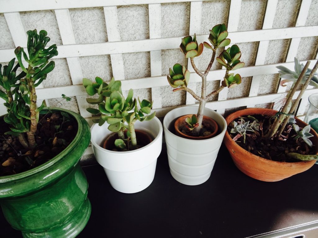 Conseils pour entretenir ses succulentes