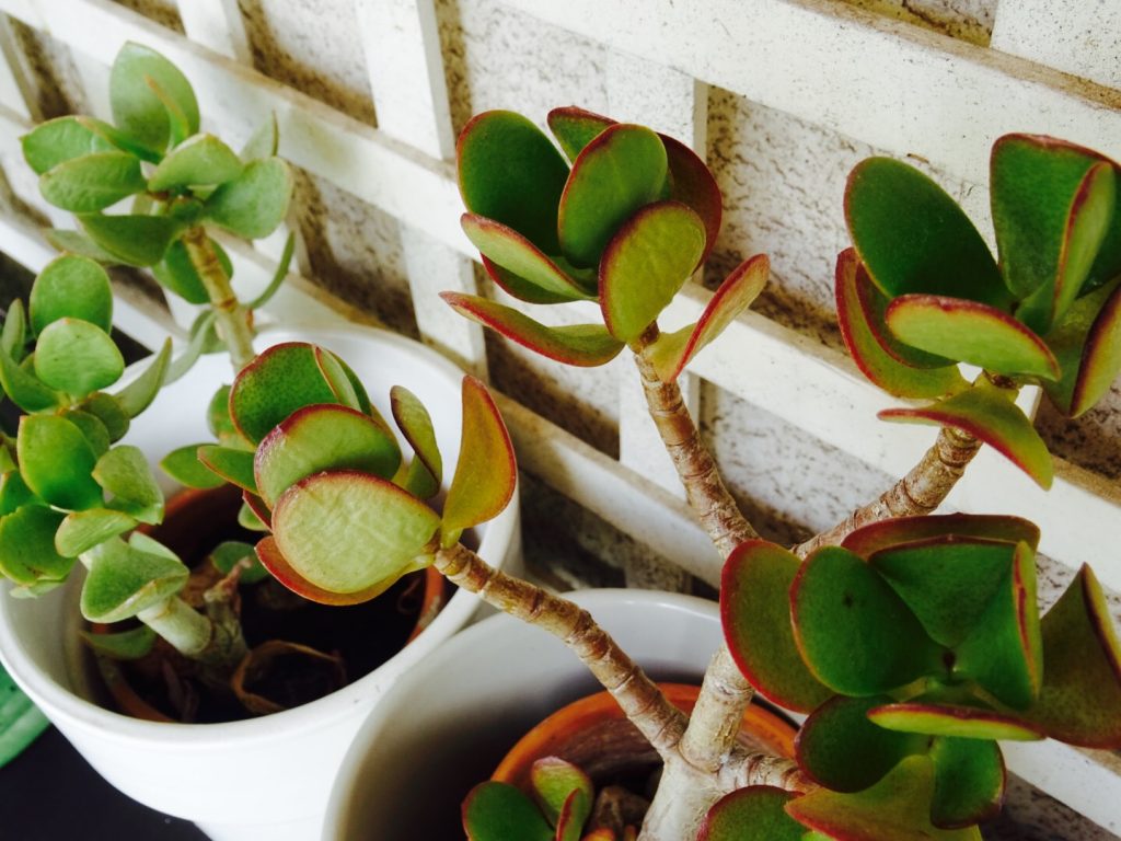 Conseils pour entretenir ses succulentes